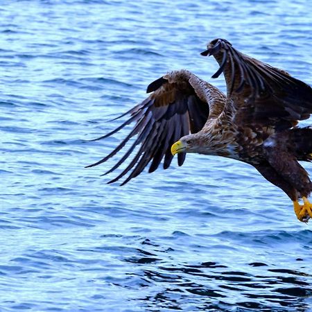 Eagle View Lofoten Bostad Eksteriør bilde